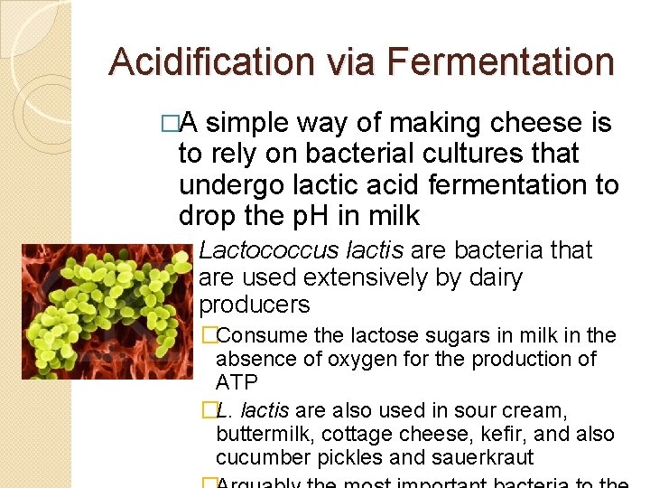 Acidification via Fermentation �A simple way of making cheese is to rely on bacterial