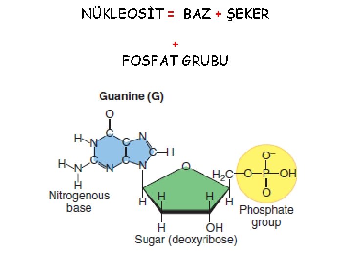 NÜKLEOSİT = BAZ + ŞEKER + FOSFAT GRUBU 