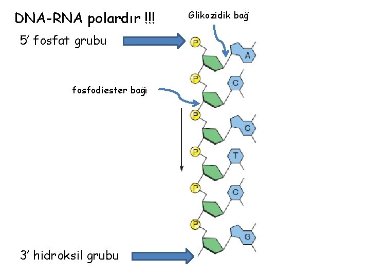 DNA-RNA polardır !!! 5’ fosfat grubu fosfodiester bağı 3’ hidroksil grubu Glikozidik bağ 