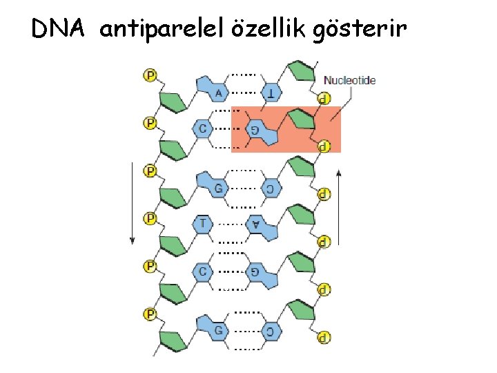 DNA antiparelel özellik gösterir 