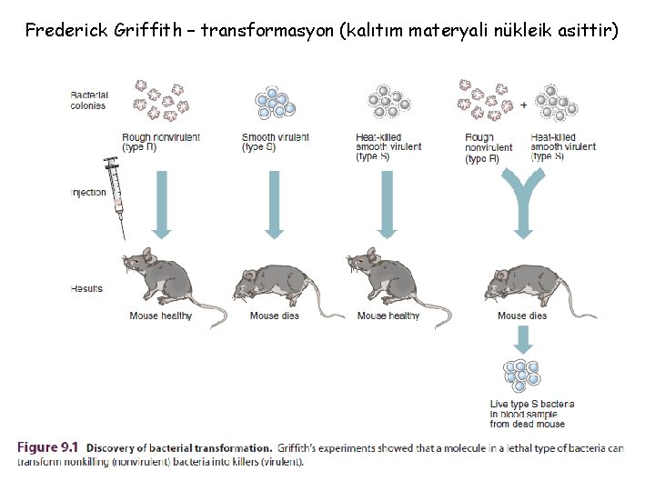 Frederick Griffith – transformasyon (kalıtım materyali nükleik asittir) 