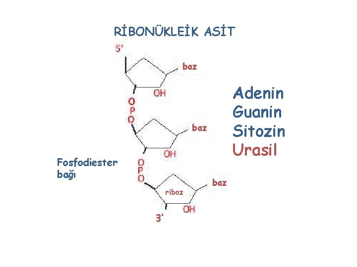 RİBONÜKLEİK ASİT baz Adenin Guanin Sitozin Urasil baz Fosfodiester bağı riboz 3’ baz 