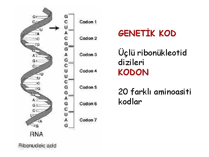 GENETİK KOD Üçlü ribonükleotid dizileri KODON 20 farklı aminoasiti kodlar 