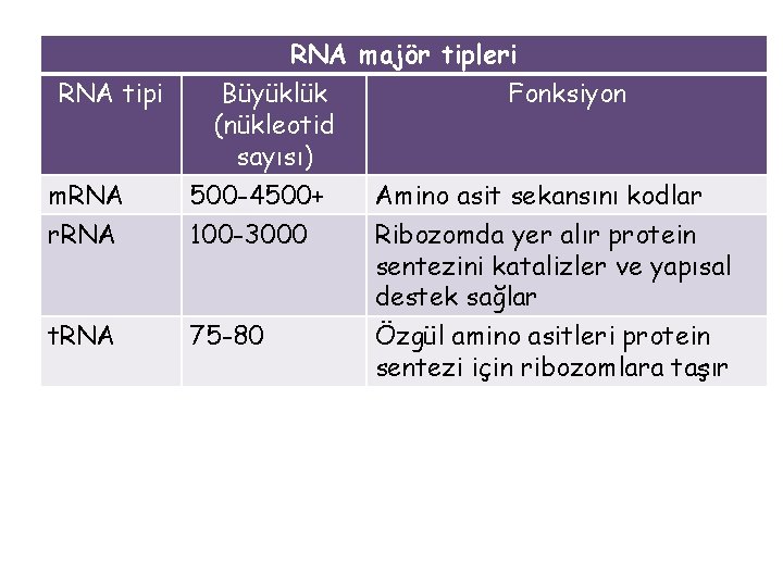 RNA tipi RNA majör tipleri Büyüklük Fonksiyon (nükleotid sayısı) m. RNA r. RNA 500