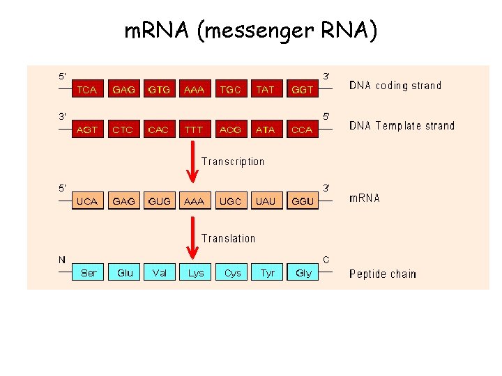 m. RNA (messenger RNA) 
