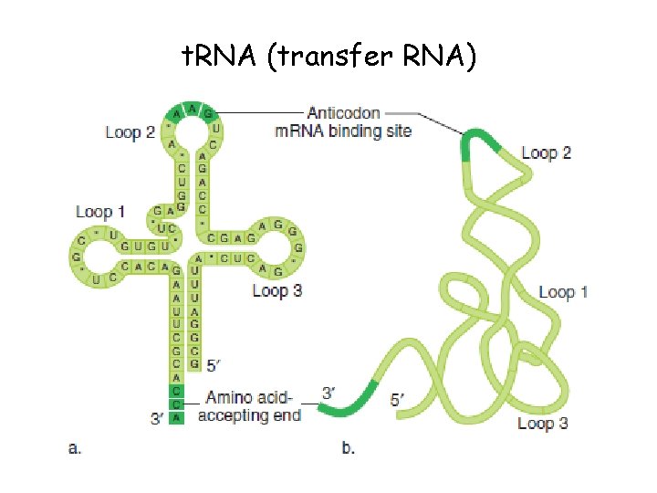 t. RNA (transfer RNA) 