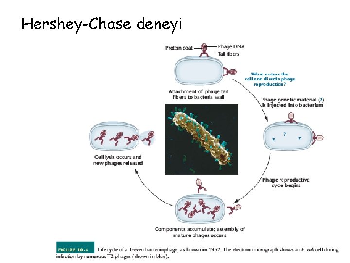 Hershey-Chase deneyi 