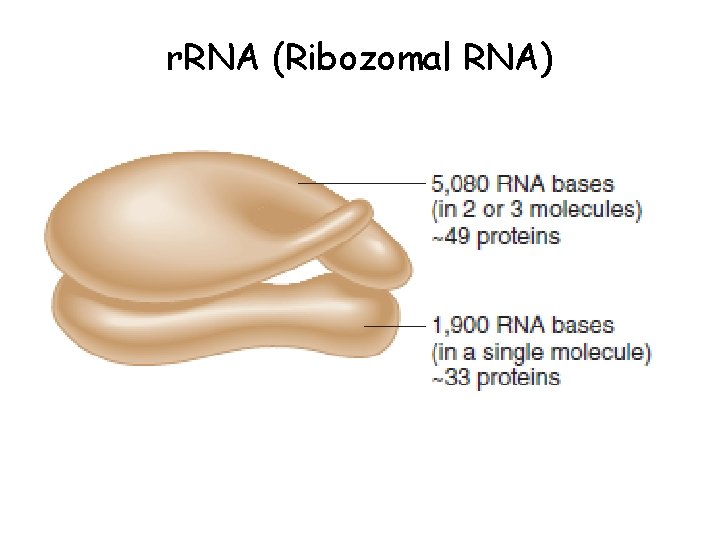 r. RNA (Ribozomal RNA) 