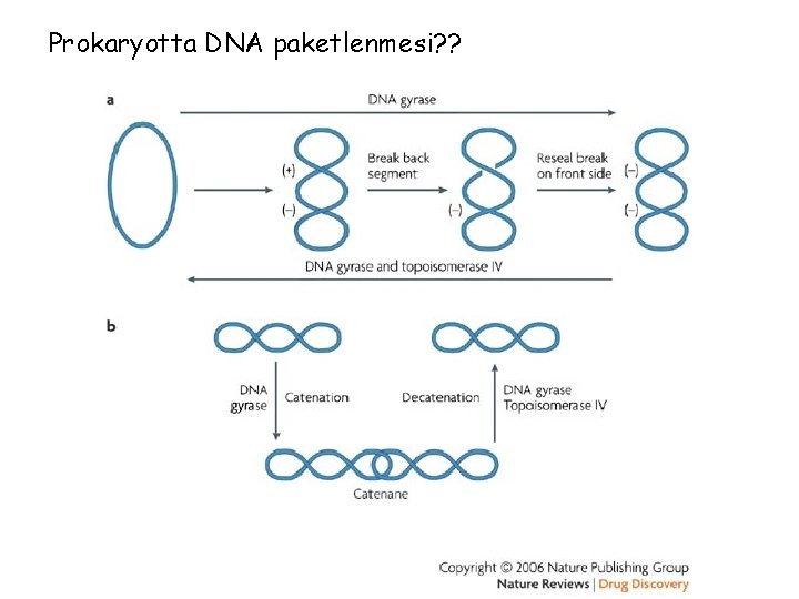 Prokaryotta DNA paketlenmesi? ? 