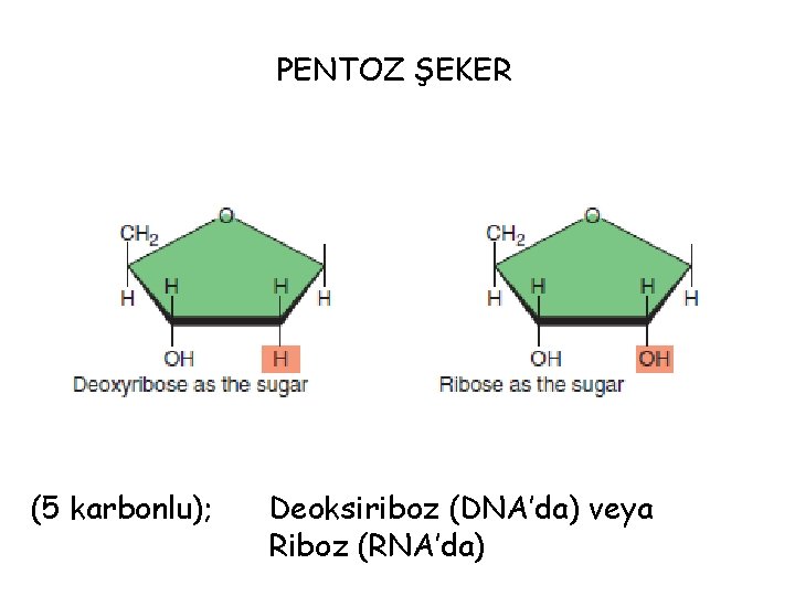 PENTOZ ŞEKER (5 karbonlu); Deoksiriboz (DNA’da) veya Riboz (RNA’da) 