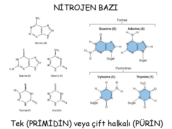 NİTROJEN BAZI Tek (PRİMİDİN) veya çift halkalı (PÜRİN) 