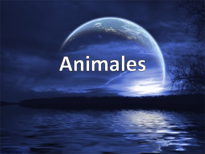 Animales 