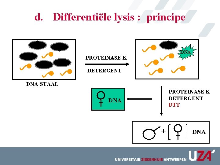 d. Differentiële lysis : principe DNA PROTEINASE K DETERGENT DNA-STAAL PROTEINASE K DETERGENT DTT