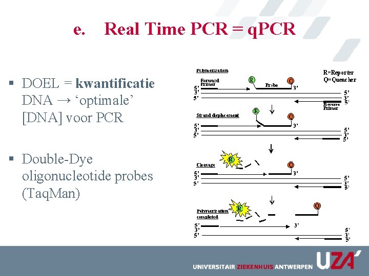 e. Real Time PCR = q. PCR § DOEL = kwantificatie DNA → ‘optimale’