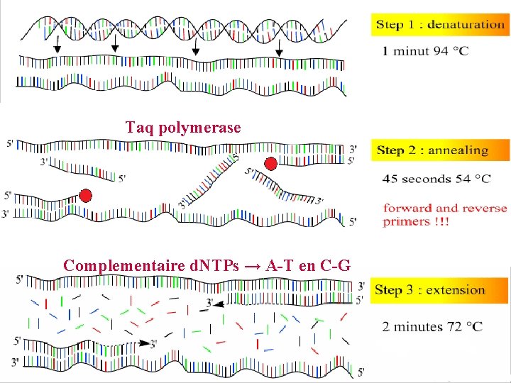Taq polymerase Complementaire d. NTPs → A-T en C-G 