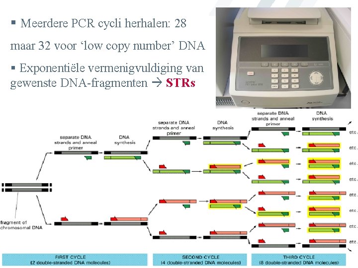 § Meerdere PCR cycli herhalen: 28 maar 32 voor ‘low copy number’ DNA §