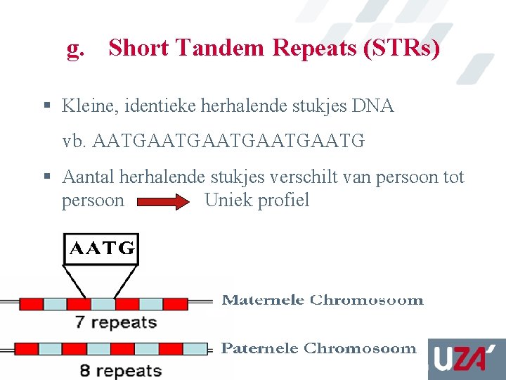 g. Short Tandem Repeats (STRs) § Kleine, identieke herhalende stukjes DNA vb. AATGAATGAATG §