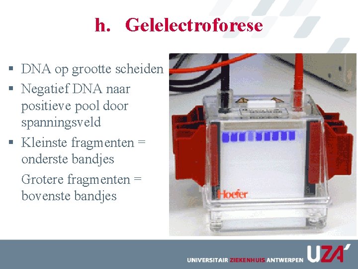 h. Gelelectroforese § DNA op grootte scheiden § Negatief DNA naar positieve pool door