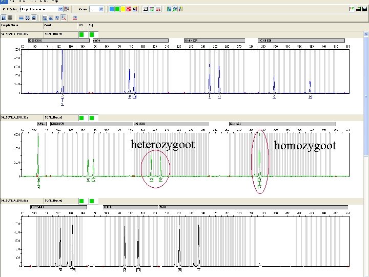 heterozygoot homozygoot 