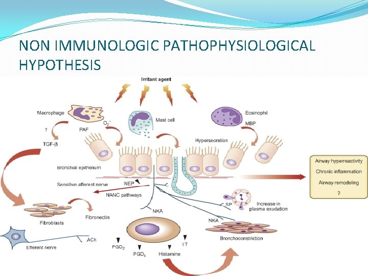 NON IMMUNOLOGIC PATHOPHYSIOLOGICAL HYPOTHESIS 