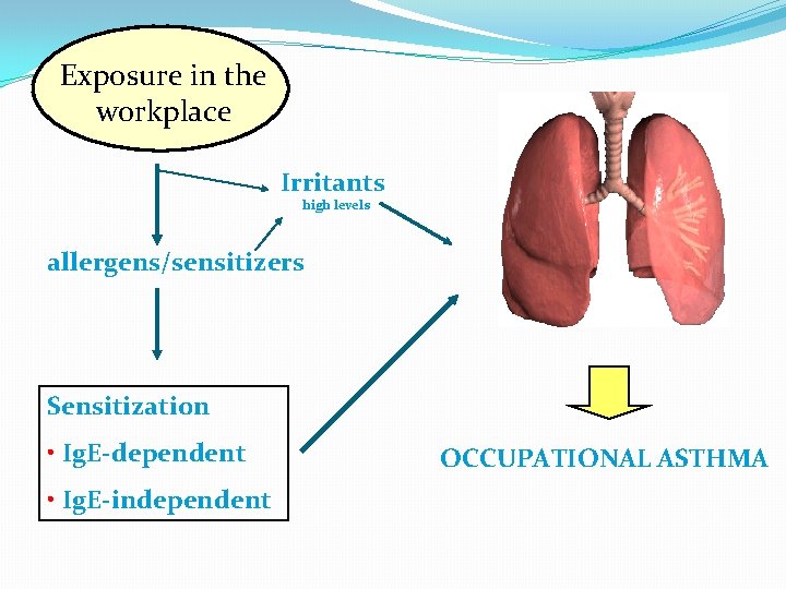 Exposure in the workplace Irritants high levels allergens/sensitizers Sensitization • Ig. E-dependent • Ig.