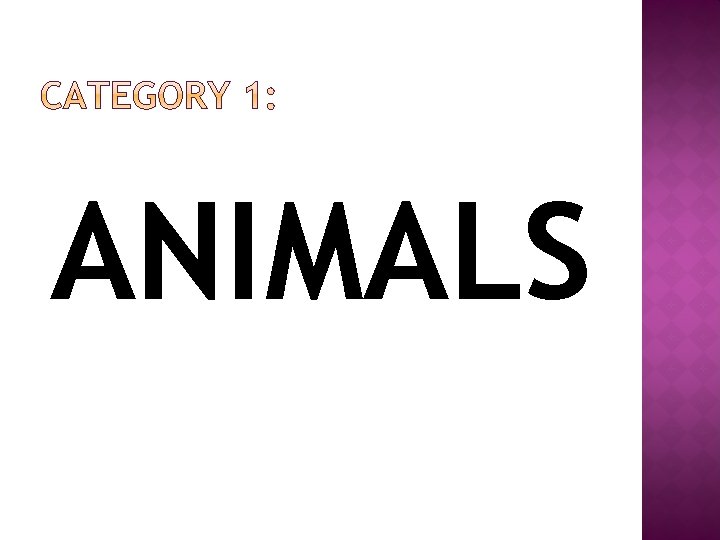 ANIMALS ANIMALS