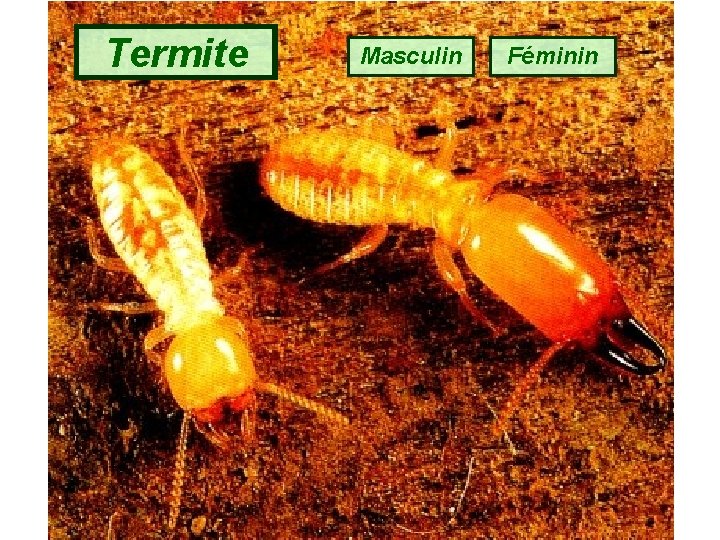 Termite Masculin Féminin 