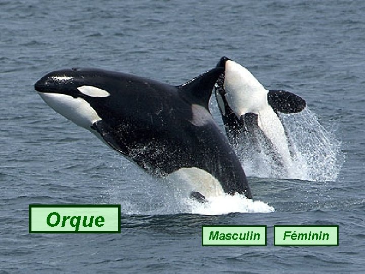 Orque Masculin Féminin 