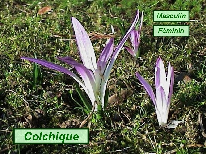 Masculin Féminin Colchique 