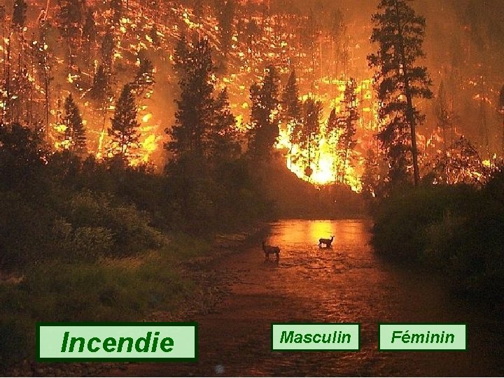 Incendie Masculin Féminin 