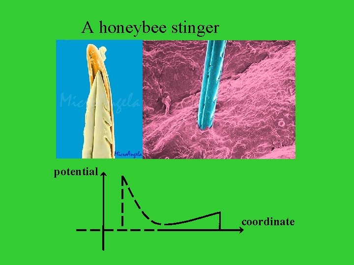 A honeybee stinger potential coordinate 