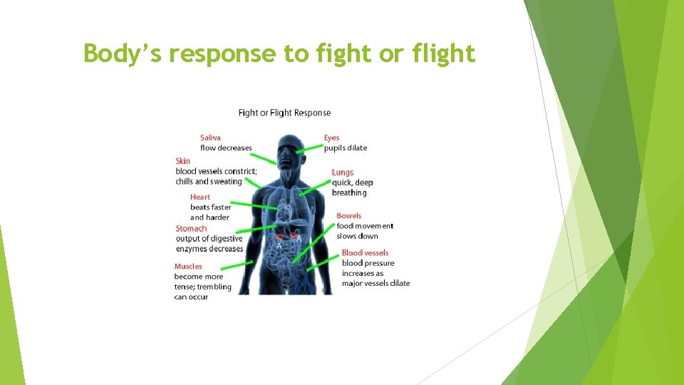 Body’s response to fight or flight 