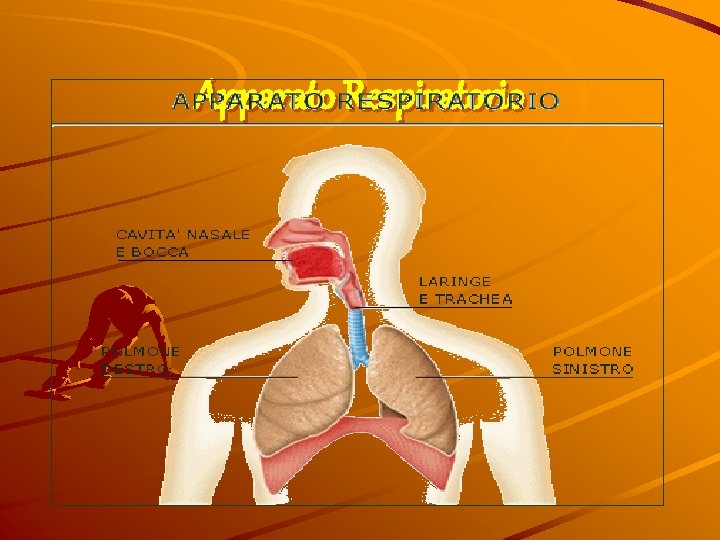 Apparato Respiratorio Apparato Respiratorio