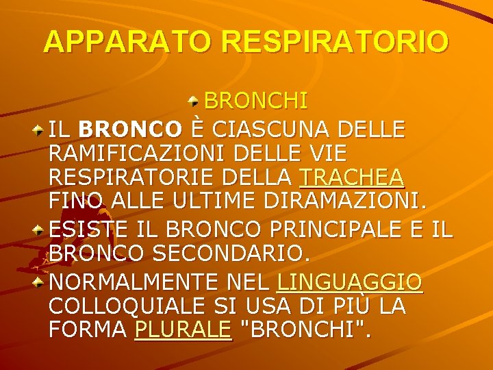 APPARATO RESPIRATORIO BRONCHI IL BRONCO È CIASCUNA DELLE RAMIFICAZIONI DELLE VIE RESPIRATORIE DELLA TRACHEA