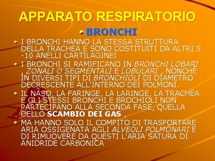 APPARATO RESPIRATORIO BRONCHI I BRONCHI HANNO LA STESSA STRUTTURA DELLA TRACHEA E SONO COSTITUITI