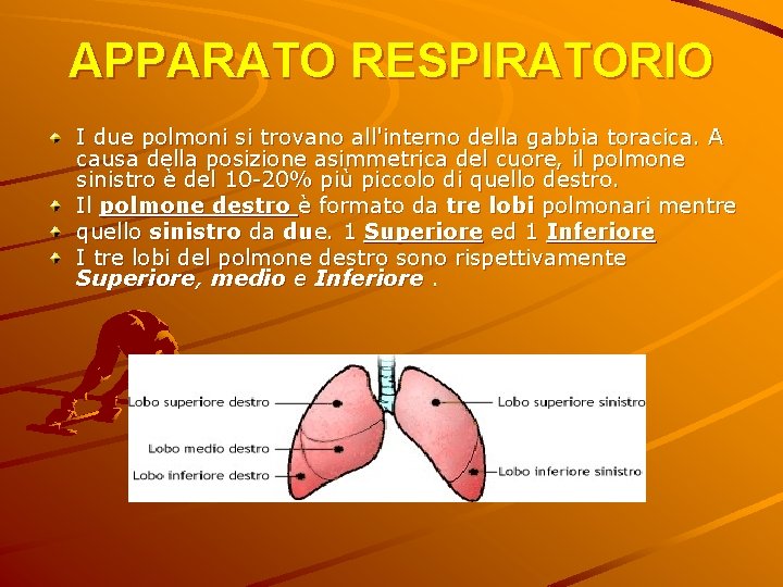 APPARATO RESPIRATORIO I due polmoni si trovano all'interno della gabbia toracica. A causa della