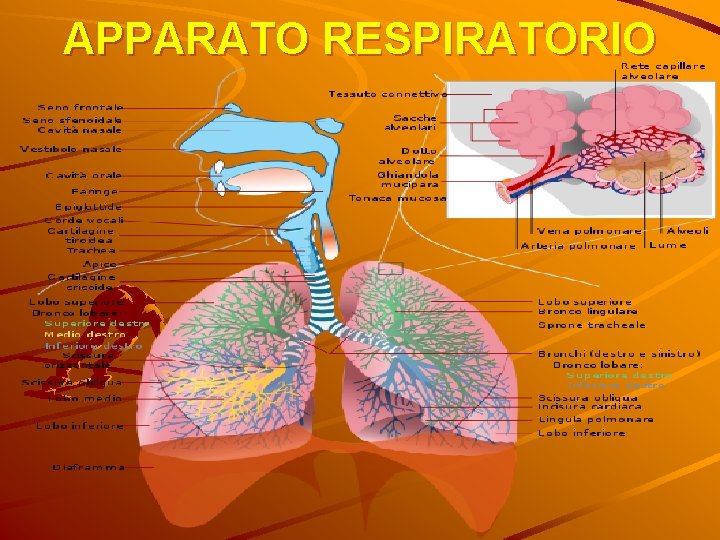 APPARATO RESPIRATORIO 