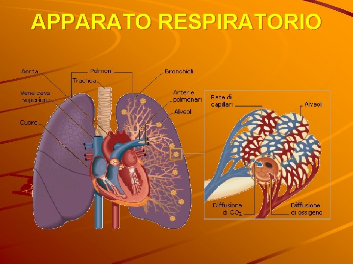 APPARATO RESPIRATORIO 