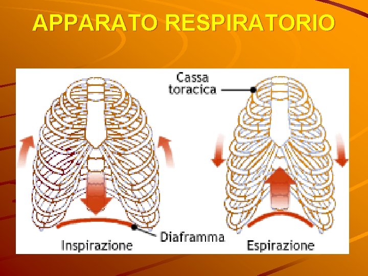 APPARATO RESPIRATORIO 