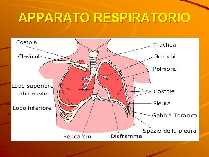 APPARATO RESPIRATORIO APPARATO RESPIRATORIO