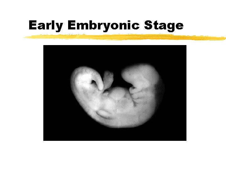 Early Embryonic Stage 