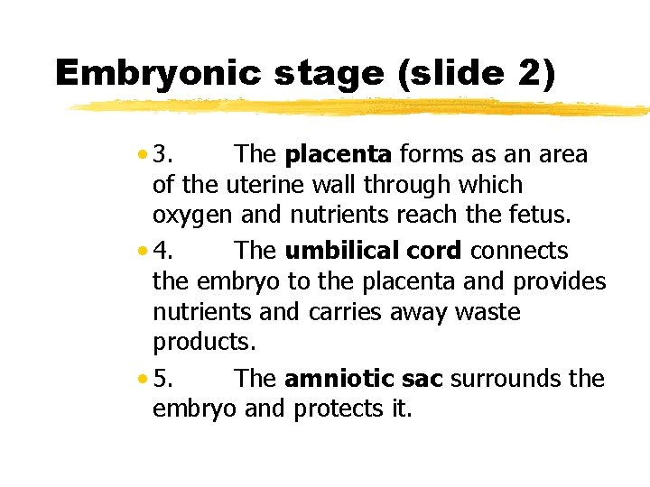 Embryonic stage (slide 2) • 3. The placenta forms as an area of the