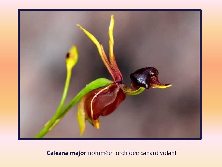 Caleana major nommée "orchidée canard volant" 