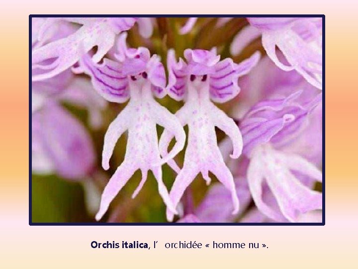 Orchis italica, l’orchidée « homme nu » . 