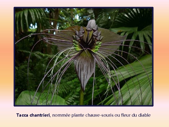 Tacca chantrieri, nommée plante chauve-souris ou fleur du diable 