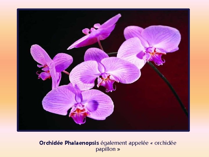 Orchidée Phalaenopsis également appelée « orchidée papillon » 