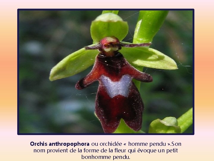 Orchis anthropophora ou orchidée « homme pendu » . Son nom provient de la