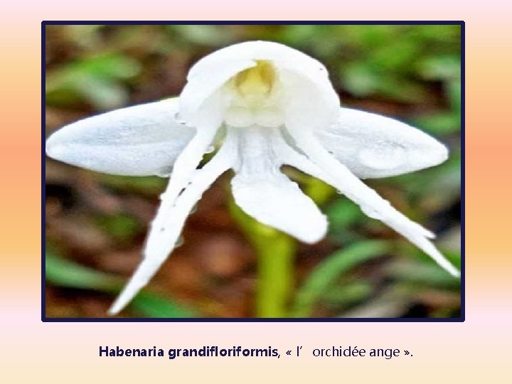 Habenaria grandifloriformis, « l’orchidée ange » . 