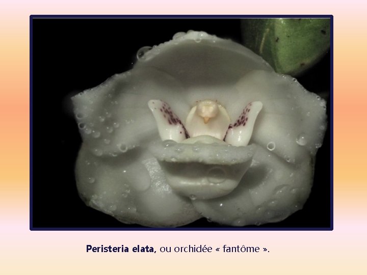 Peristeria elata, ou orchidée « fantôme » . 