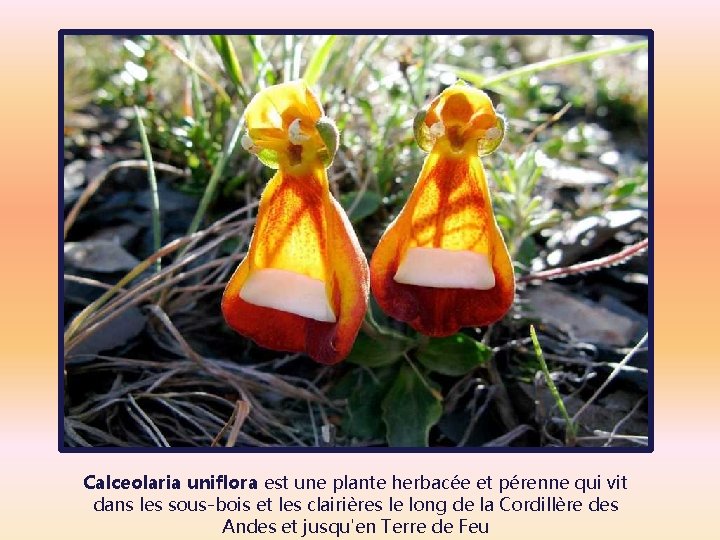 Calceolaria uniflora est une plante herbacée et pérenne qui vit dans les sous-bois et